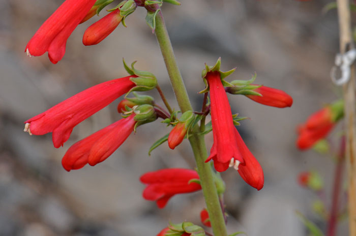 Firecracker Penstemon has beautiful red or scarlet showy tubular flowers that bloom from February to August in the southwestern United States. Penstemon eatonii